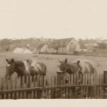 Viagem no Tempo: Descubra a Pitanga dos Anos 40 com Nosso Assistente Virtual!